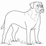 Bullmastiff Coloring Pages Mastiff Dog Color Dogs Rottweiler Printable Greyhound Bull Supercoloring Animals Kids Colouring Crafts Select Nature Category Drawings sketch template