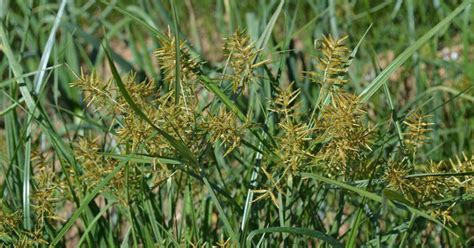 Identify And Kill Nutsedge Or Nutgrass In Lawns