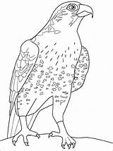 Falke Ausmalbilder Falcon Ausmalen Bird Zum Bilder Coloring Kostenlos Malvorlagen Von Vogel Ausdrucken Pages Kids Malvorlage Gemerkt Monster High Netart sketch template