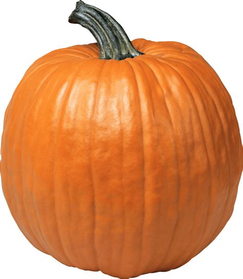 pumpkin png  orange pumpkin illustration  hampshire pumpkin