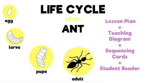 life cycle   ant lesson plan source