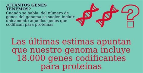 Curiosidades Del Genoma ¿cuántos Genes Tiene El Genoma Humano