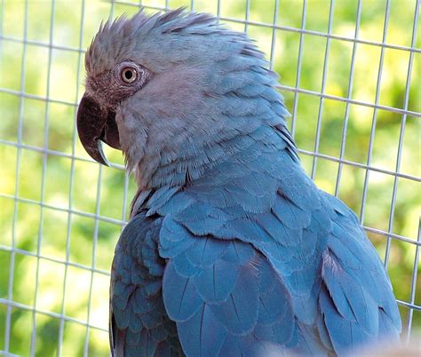 spixs macaw facts temperament pet care housing pictures singing wings aviary
