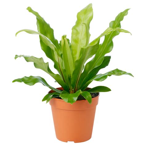photo potted plant cutout flora green   jooinn