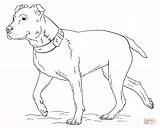 Pitbull Coloring Drawing Pages Draw Printable Dog Step Pit Bull Tutorials Supercoloring Drawings Pitbulls Realistic Getdrawings Print Running Library Clipart sketch template