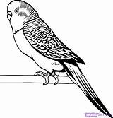 Parakeet Budgie Coloring Pages Budgerigar Clipart Drawing Line Drawings Budgies Bird Google Draw Colouring Wellensittich Printable Parakeets Search Print Parrot sketch template
