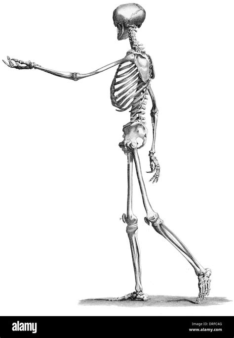 side view standing skeleton  human body stock photo alamy