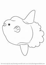 Sunfish Ocean Draw Step Drawing Drawingtutorials101 Fishes Tutorials sketch template