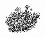 Moss Silene Coloring Pages Template Alpine Acaulis Sketch Plants sketch template