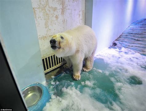world s saddest polar bear paraded in chinese shopping centre as