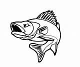Walleye Drawing Bass Striped Getdrawings Clipartmag sketch template