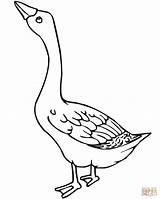 Goose Coloring Pages Outline Bird Geese Results sketch template