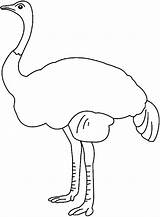 Ostrich Drawing Coloring Drawings Colored Getdrawings sketch template