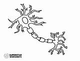 Neuron Cell Coloring Neurons Superstarworksheets Nerve Grab sketch template