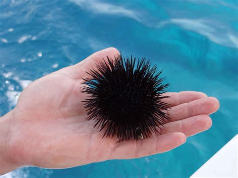 long     sea urchin spines  dissolve bubbly diver