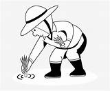 Clipart Planting Rice Plant Colouring Pages Seekpng Clipground sketch template