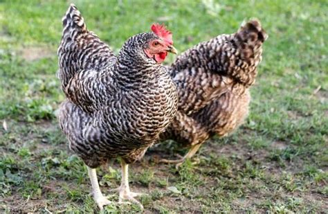 gujarats ankleshwar chicken breed receives  genetic upgrade