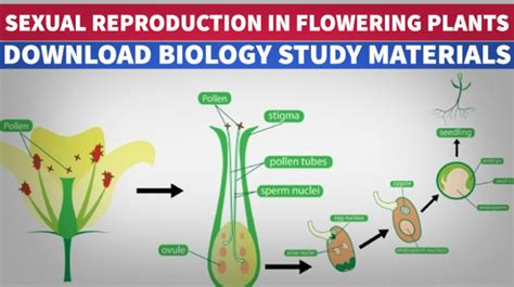 [pdf] Sexual Reproduction In Flowering Plants Notes Pdf Rajus Biology