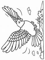 Coloring Bird Pages Birds Animated Coloringpages1001 sketch template