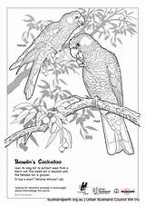 Cockatoo Coloring Glossy Baudin Cockatoos Designlooter Schools Resources 700px 71kb Artwork sketch template