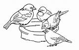 Coloring Sparrow Pages Kids Birdbath Drinking sketch template