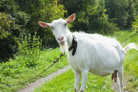 Funny White Goat Stock Image Image Of People White