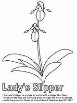 Slipper Lady Orchid Flower Template sketch template