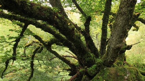 wych elm facts  information
