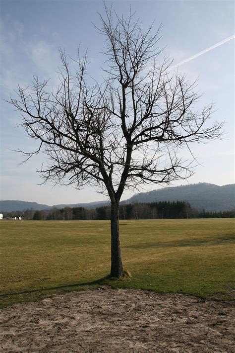 filetree  leaves jpg wikimedia commons