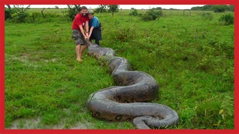 green anaconda largest snake  recorded metameva