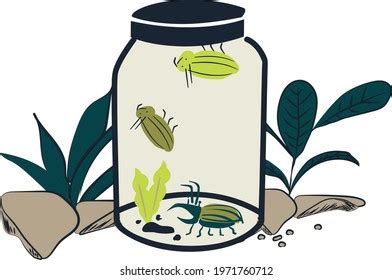 bugs jar images stock  vectors shutterstock