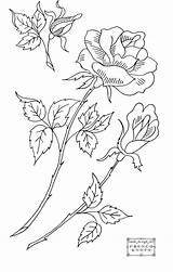 Embroidery Roses Patterns Rose Flowers Knots French Pattern Transfer Drawings Flower Designs Beautiful Vintage Coloring Pages Hand Drawing Draw Transfers sketch template