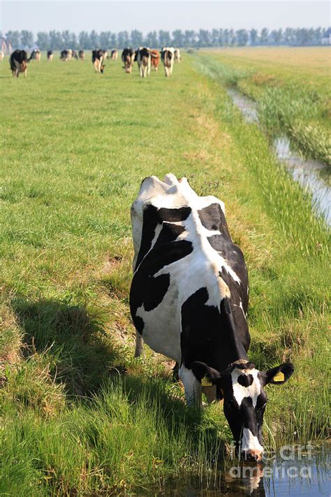 dutch cow photograph by sara meijer fine art america