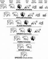Science Kingdom Phylum Genus Species Class Order Family Coloring Inquiry Animals Life Google Lessons Kids sketch template