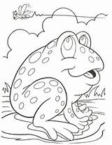 Sapo Sapos Pintar Frog Frogs Toad Estar Buscando También sketch template