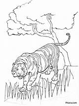 Tiger Coloring Animals Pages Wild Pitara Kids sketch template