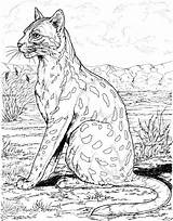 Animales Leopardo Amur Kb Coloringbay Designlooter 2121 207kb sketch template