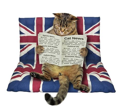 cat   newspaper   airbed stock image image  isolated flag