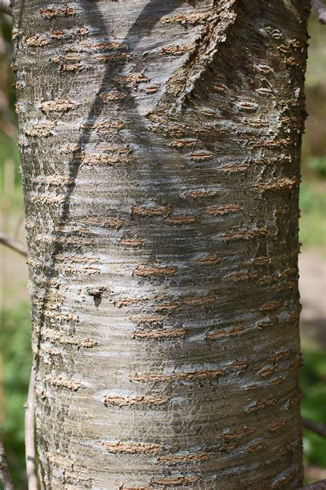 prunus avium wild cherry 05 mature bark growing