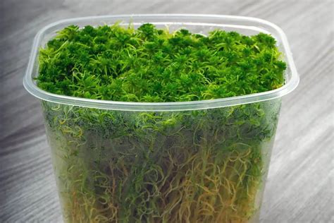 sphagnum moss grow underwater outdoor moss