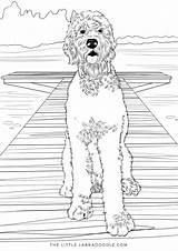 Coloring Pages Doodle Goldendoodle Lovers sketch template
