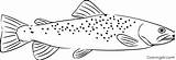 Trout Coloringall Brook sketch template