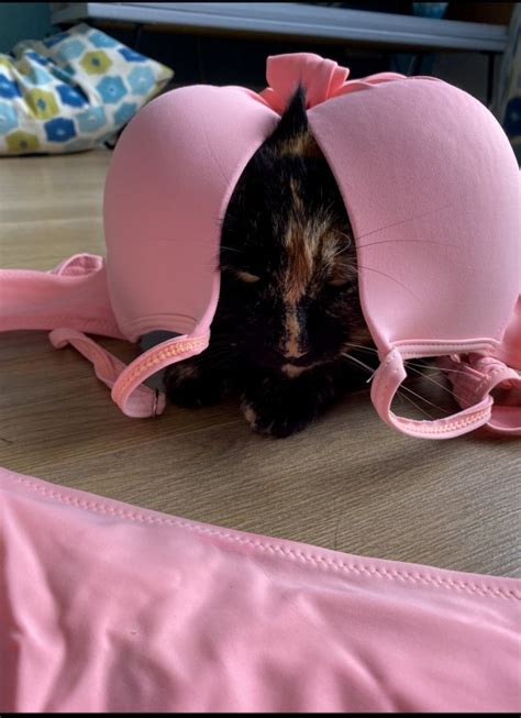 Naughty Cat Won T Stop Bringing Home Strangers Underwear Metro News