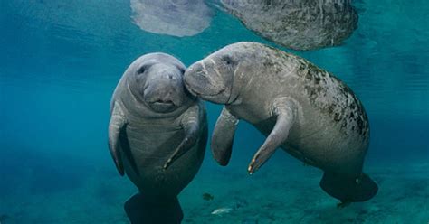 florida red tide report manatees affected  toxic algae