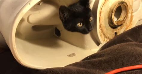 kitten gets his head stuck in a toilet videos the dodo