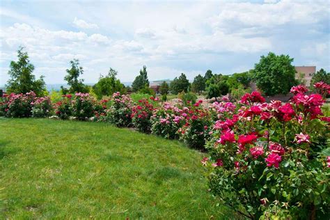 dreamy rose garden ideas  ignite  imagination stunning