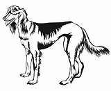 Saluki Greyhound Vector Illustration Whippet Outline Illustrations Decorative Portrait Standing Persian Isolated Pro Drawing Hop Hip Stock Color Vectors Dog sketch template