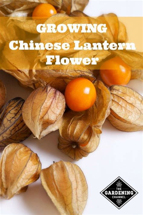 grow chinese lantern flower physalis alkekengi gardening