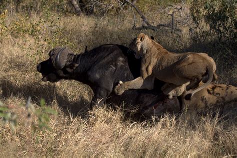 buffalo attacked by lionesses escapes death londolozi blog
