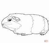 Gerbil Coloring Cute Pages Drawing Mouse Gerbils Clipart Cliparts Color Printable Sketch sketch template